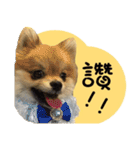 Mimi the cute Pomeranian（個別スタンプ：16）