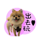 Mimi the cute Pomeranian（個別スタンプ：18）