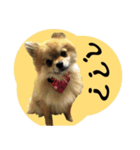 Mimi the cute Pomeranian（個別スタンプ：20）