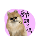 Mimi the cute Pomeranian（個別スタンプ：21）