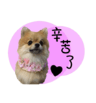 Mimi the cute Pomeranian（個別スタンプ：22）