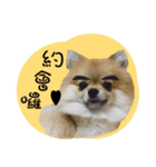 Mimi the cute Pomeranian（個別スタンプ：27）