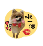 Mimi the cute Pomeranian（個別スタンプ：28）