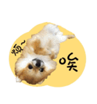 Mimi the cute Pomeranian（個別スタンプ：32）