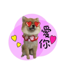 Mimi the cute Pomeranian（個別スタンプ：34）