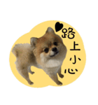 Mimi the cute Pomeranian（個別スタンプ：36）