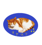 猫のぽぽちゃん（個別スタンプ：25）