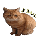 a cat named muuchan！！（個別スタンプ：1）