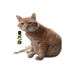 a cat named muuchan！！（個別スタンプ：3）
