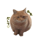 a cat named muuchan！！（個別スタンプ：13）