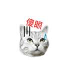 Cute Cats Love Togather（個別スタンプ：1）