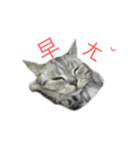 Cute Cats Love Togather（個別スタンプ：3）