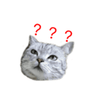Cute Cats Love Togather（個別スタンプ：4）