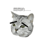 Cute Cats Love Togather（個別スタンプ：5）