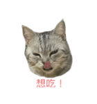 Cute Cats Love Togather（個別スタンプ：6）
