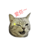 Cute Cats Love Togather（個別スタンプ：8）