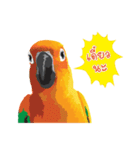 Sun Conure Parrot 2（個別スタンプ：3）