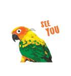 Sun Conure Parrot 2（個別スタンプ：5）