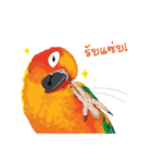 Sun Conure Parrot 2（個別スタンプ：7）