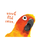 Sun Conure Parrot 2（個別スタンプ：11）