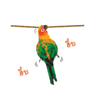 Sun Conure Parrot 2（個別スタンプ：14）