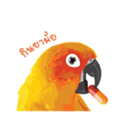 Sun Conure Parrot 2（個別スタンプ：15）