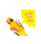 Sun Conure Parrot 2（個別スタンプ：16）