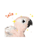 Sun Conure Parrot 2（個別スタンプ：17）