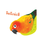 Sun Conure Parrot 2（個別スタンプ：19）