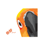 Sun Conure Parrot 2（個別スタンプ：20）