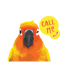 Sun Conure Parrot 2（個別スタンプ：34）