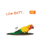 Sun Conure Parrot 2（個別スタンプ：37）