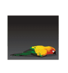 Sun Conure Parrot 2（個別スタンプ：38）