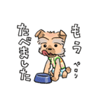 コタ郎スタンプ（個別スタンプ：22）