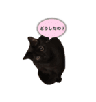 家ねこスタンプ-時々野良ねこ-（個別スタンプ：1）