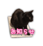 家ねこスタンプ-時々野良ねこ-（個別スタンプ：2）