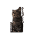 家ねこスタンプ-時々野良ねこ-（個別スタンプ：5）