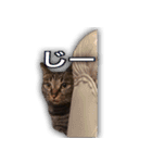 家ねこスタンプ-時々野良ねこ-（個別スタンプ：7）