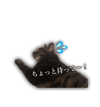 家ねこスタンプ-時々野良ねこ-（個別スタンプ：8）