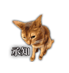 家ねこスタンプ-時々野良ねこ-（個別スタンプ：9）