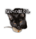 家ねこスタンプ-時々野良ねこ-（個別スタンプ：10）