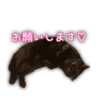 家ねこスタンプ-時々野良ねこ-（個別スタンプ：11）