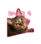 家ねこスタンプ-時々野良ねこ-（個別スタンプ：12）