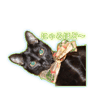 家ねこスタンプ-時々野良ねこ-（個別スタンプ：13）