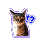 家ねこスタンプ-時々野良ねこ-（個別スタンプ：14）