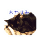 家ねこスタンプ-時々野良ねこ-（個別スタンプ：15）