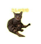 家ねこスタンプ-時々野良ねこ-（個別スタンプ：16）
