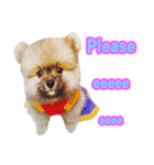 WK Pomeranian（個別スタンプ：1）