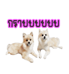 WK Pomeranian（個別スタンプ：2）