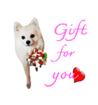 WK Pomeranian（個別スタンプ：4）
